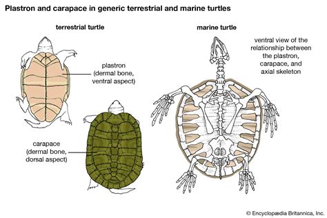 cercapacco